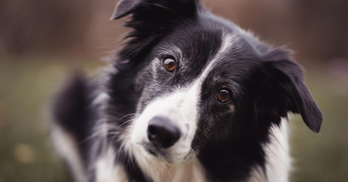 BedsNBiscuits Breed Beat Border Collie