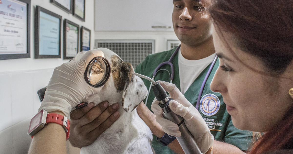 6 Things to Consider When Picking a Veterinarian for Your Dog