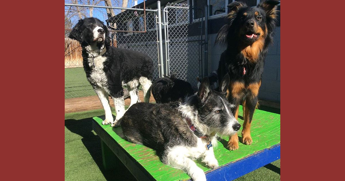 Daycare for Dogs: More Than Just Exercise