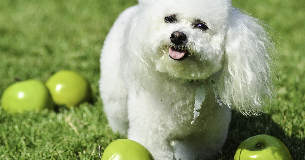 7 Fruits and Veggies That Are Safe for Dogs