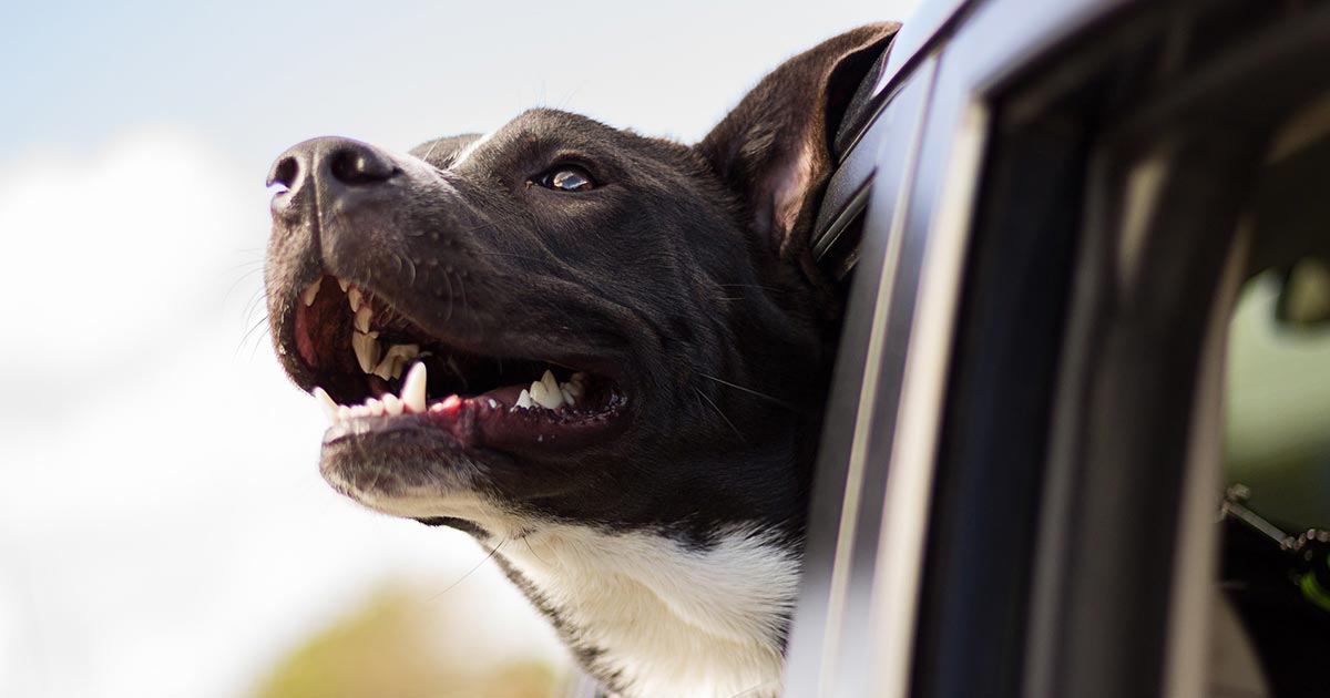 4 Quick Car Safety Tips For Dogs