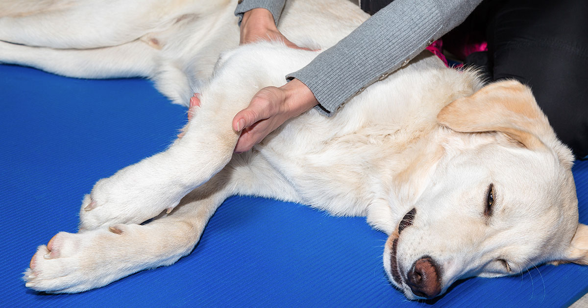 Benefits of Massage and Reflexology for Your Dog
