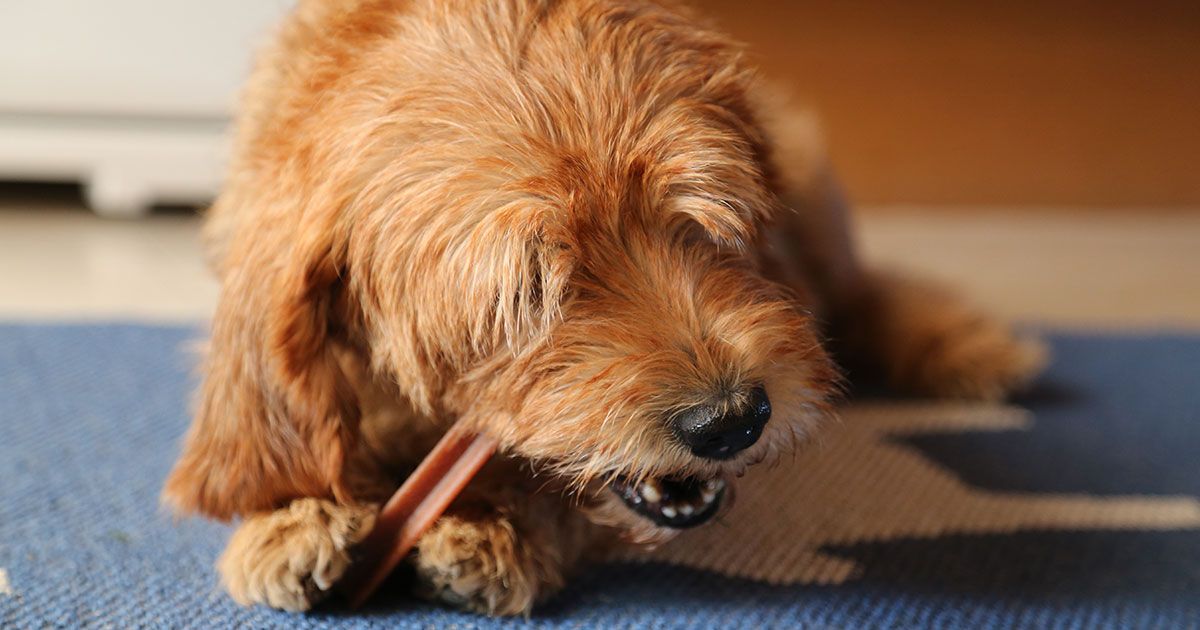 Maintaining Your Dog’s Dental Health
