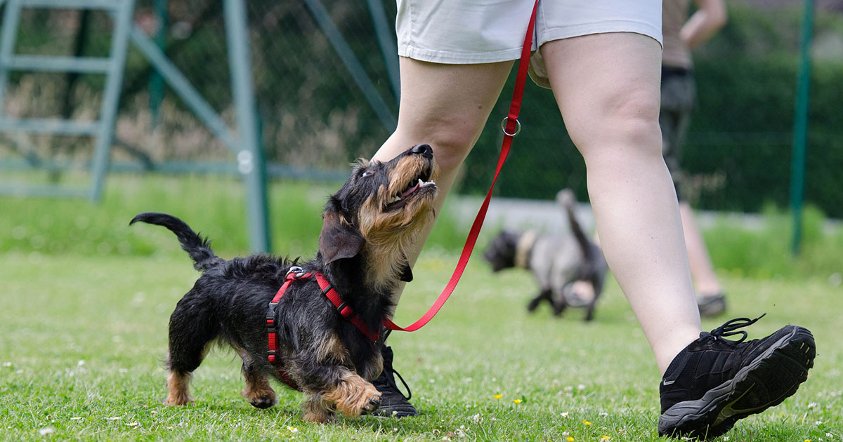 5 Dog Training Tips You Can Master