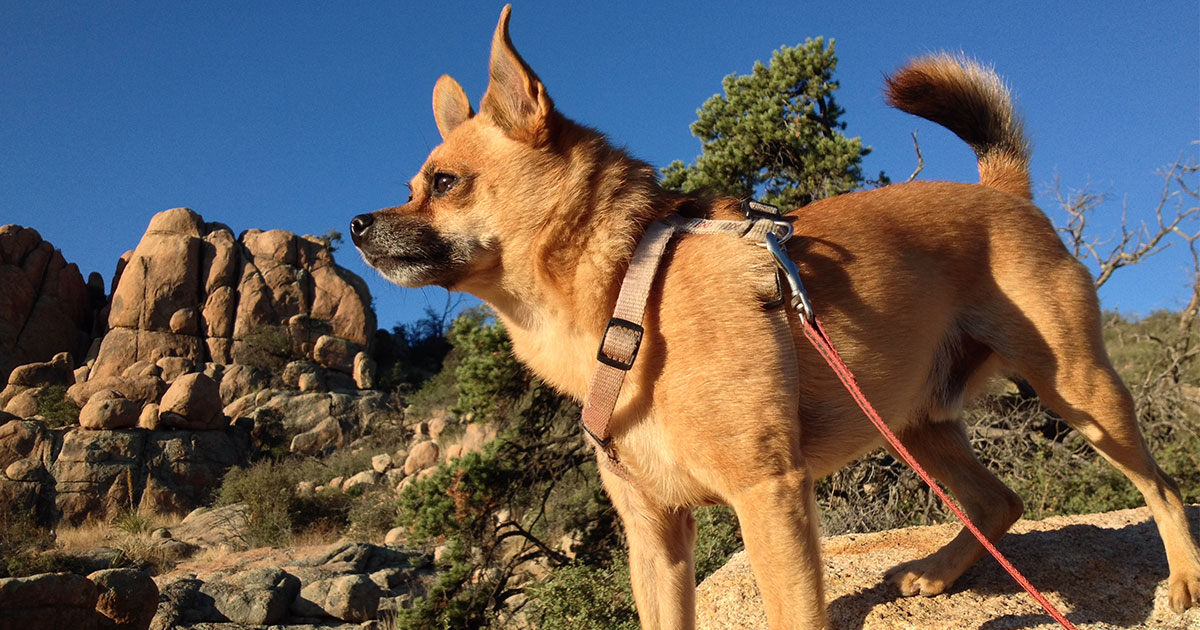 Hiking in Colorado with Your Dog