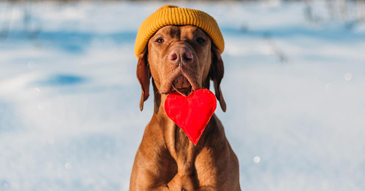 Show Your Dog’s Heart Some Love