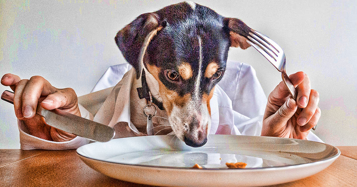 Pet Trend Watch: Homemade Dog Food