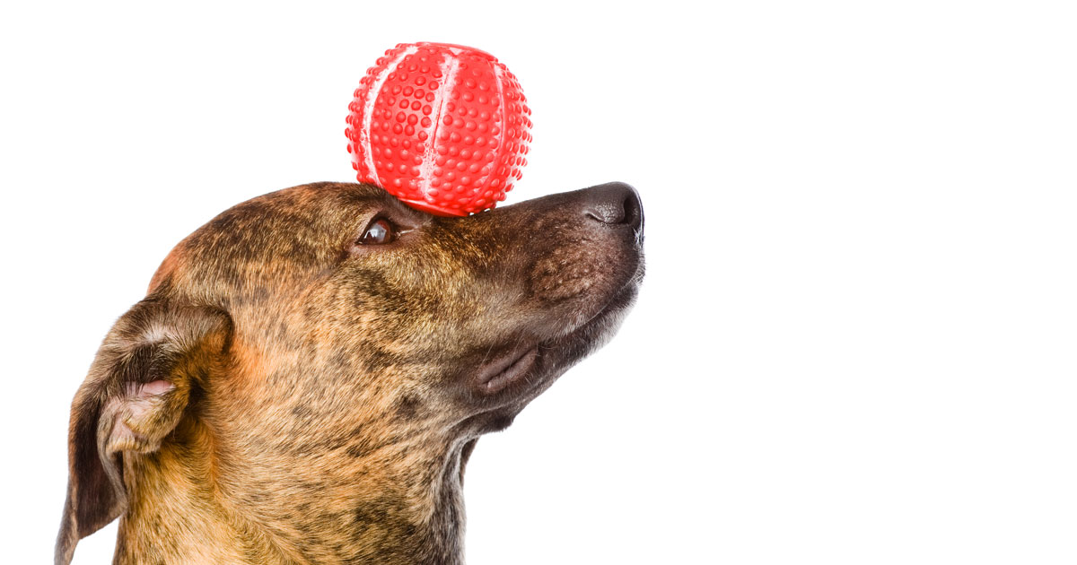 Teaching your Dog Tricks: It’s Not Just Fun and Games