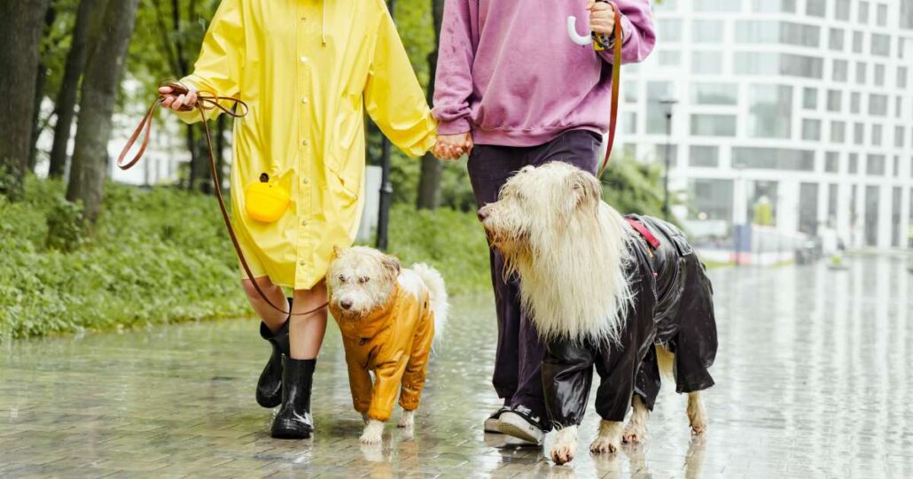 Essential Tips for Walking Your Dog in the Rain