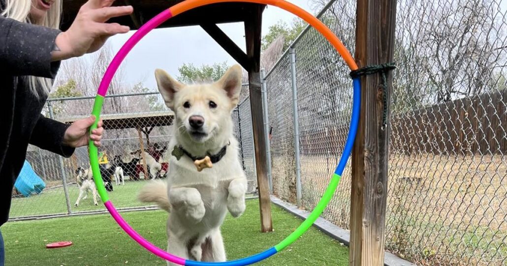 What is dog daycare enrichment?