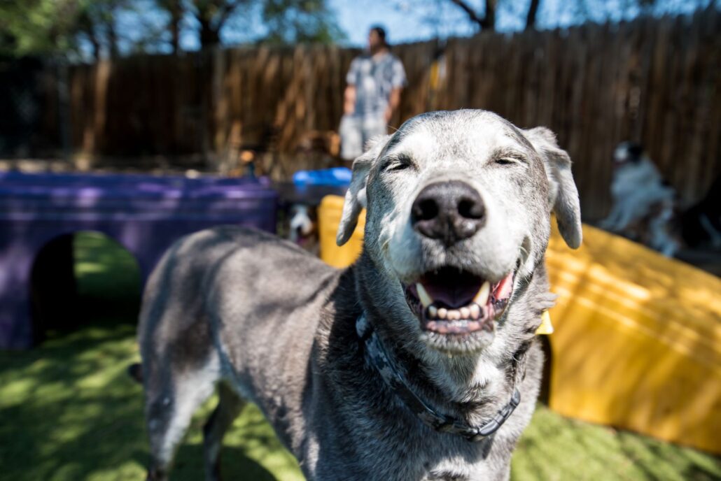 Safe and Fun Dog Daycare in Wheat Ridge, CO BedsNBiscuits
