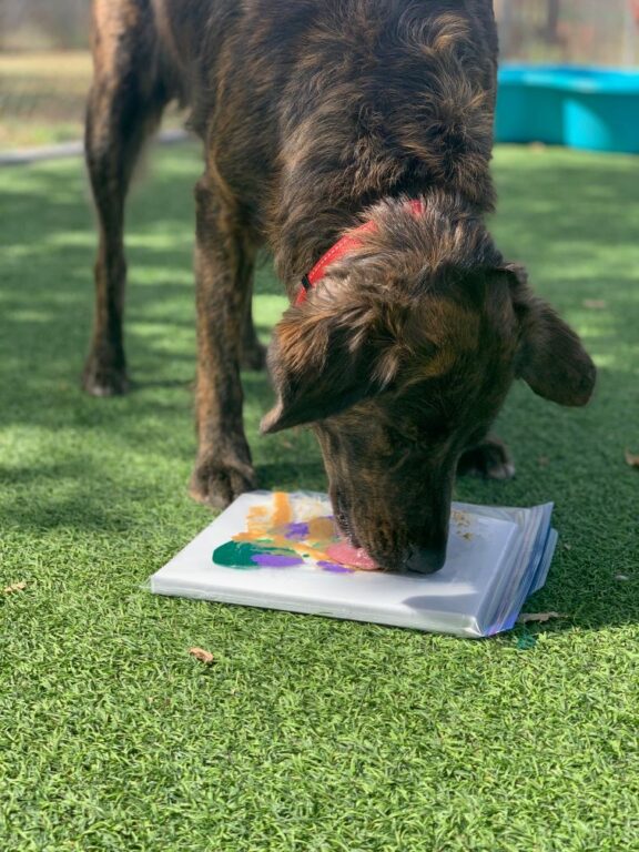 Safe and Fun Dog Daycare in Wheat Ridge, CO BedsNBiscuits