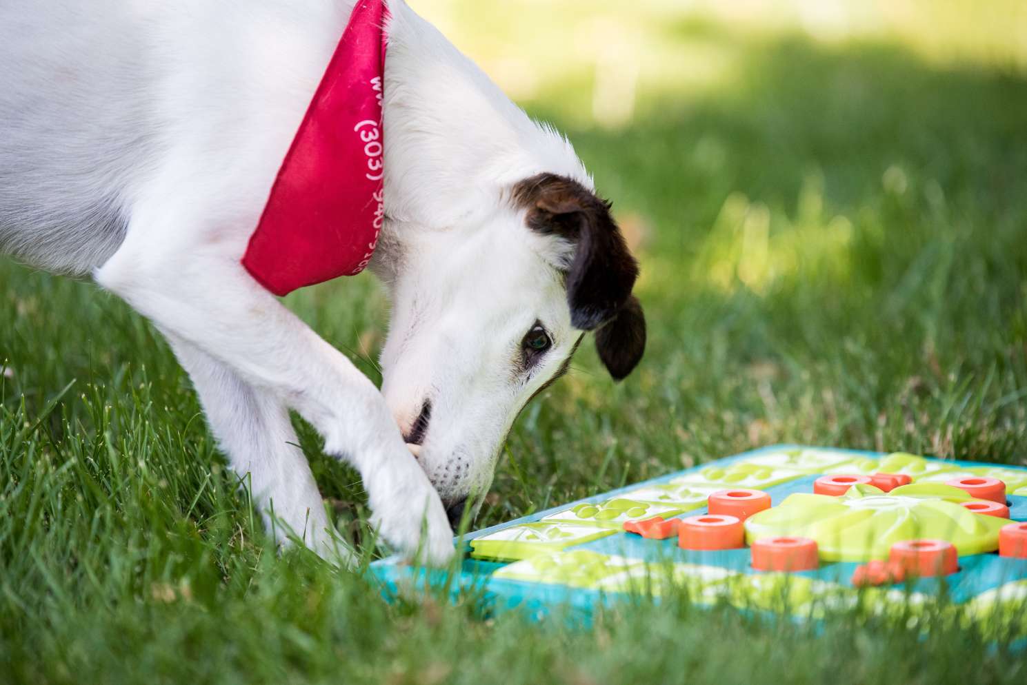 Dog With Puzzle