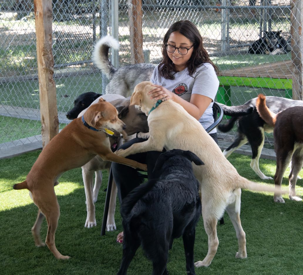 Woman with Daycare Dogs