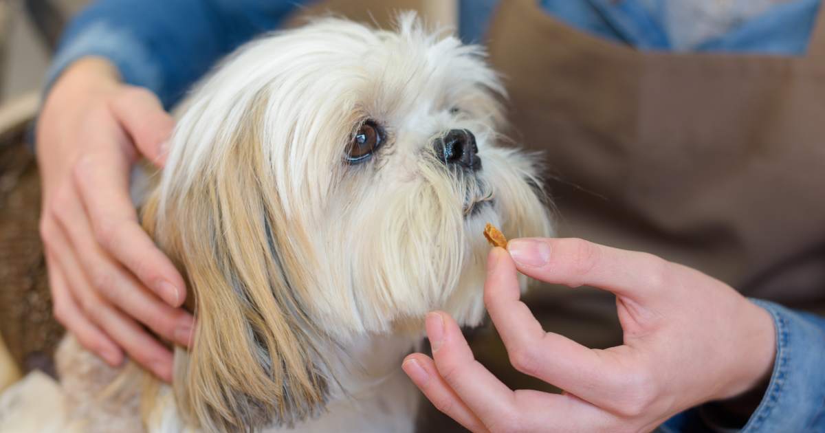 Mastering the Art of Giving Your Dog a Pill: A Guide to Success