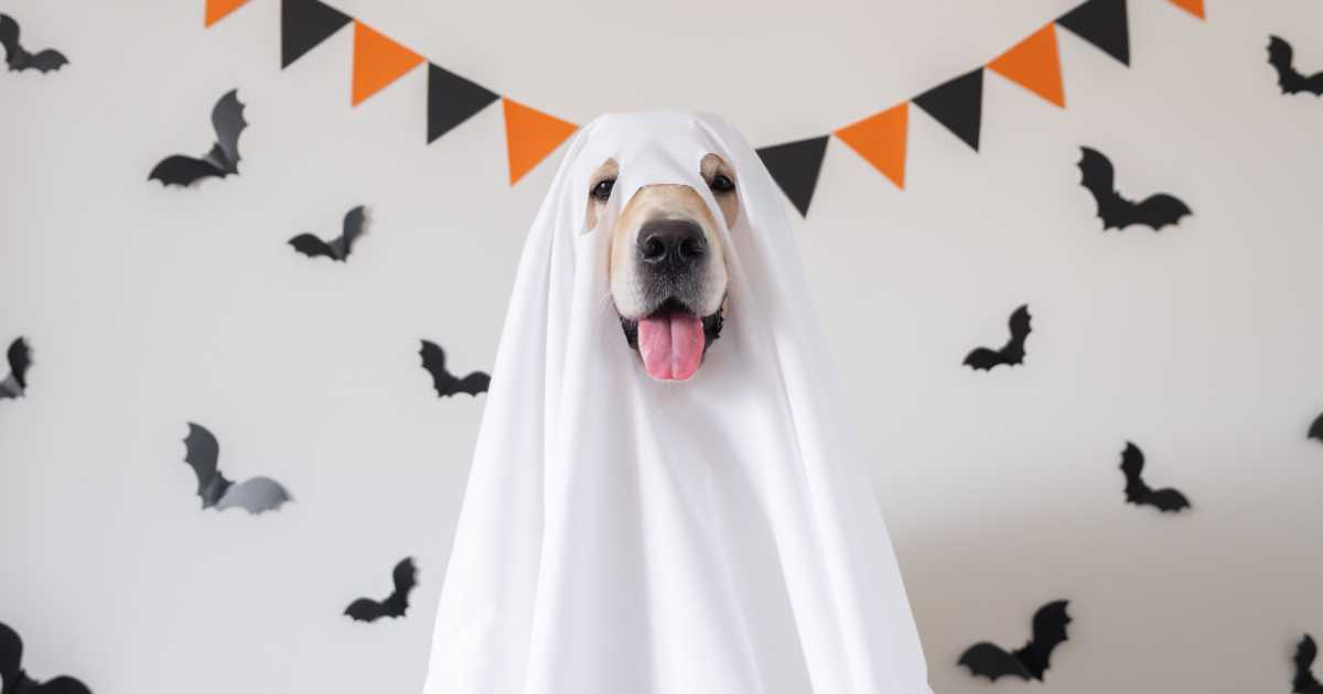 Dog Halloween in Ghost