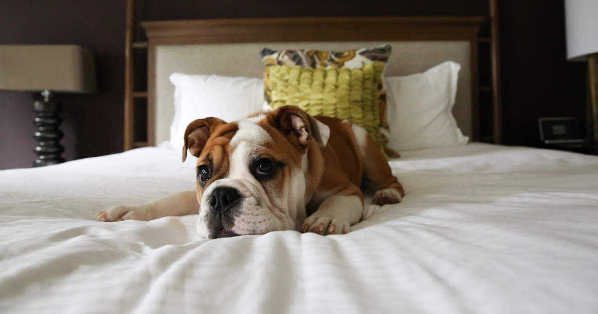 Five Fancy Dog-Friendly Hotels That Pamper Your Furry Friends