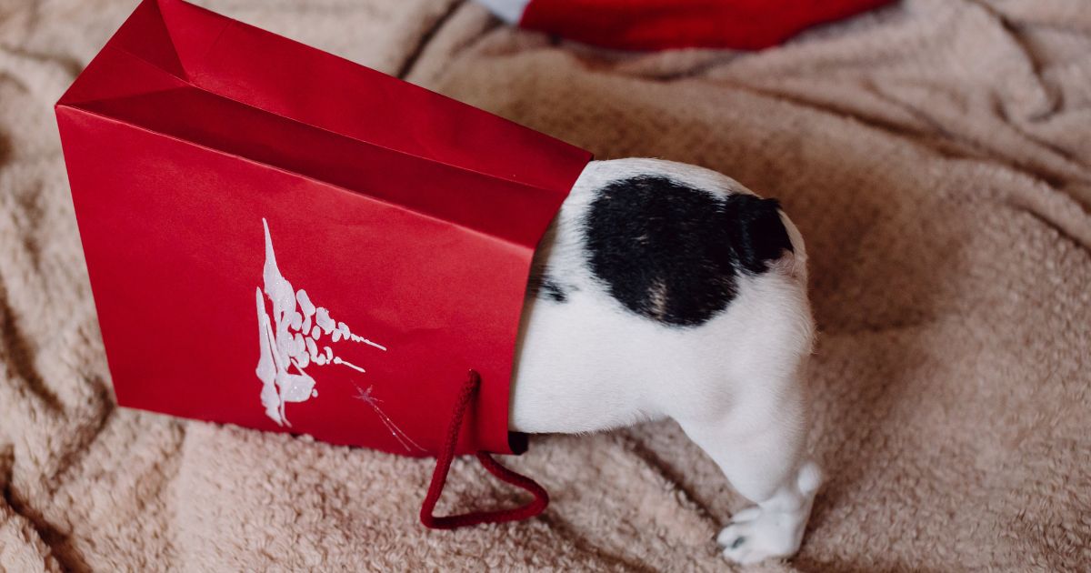 Paws and Presents: Unwrapping Joy for Your Furry Friend this Holiday Season