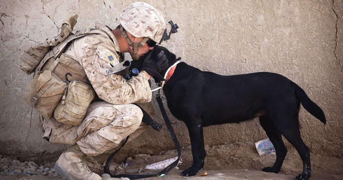 The Unbreakable Bond: Understanding the Power of Veteran Service Dogs