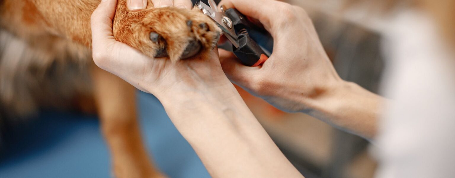 Top 5 Winter Dog Grooming Myths—Busted! BedsNBiscuits