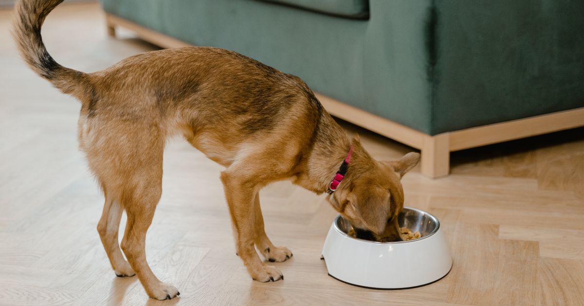 Homemade Dog Food Recipes for a Healthy Pup