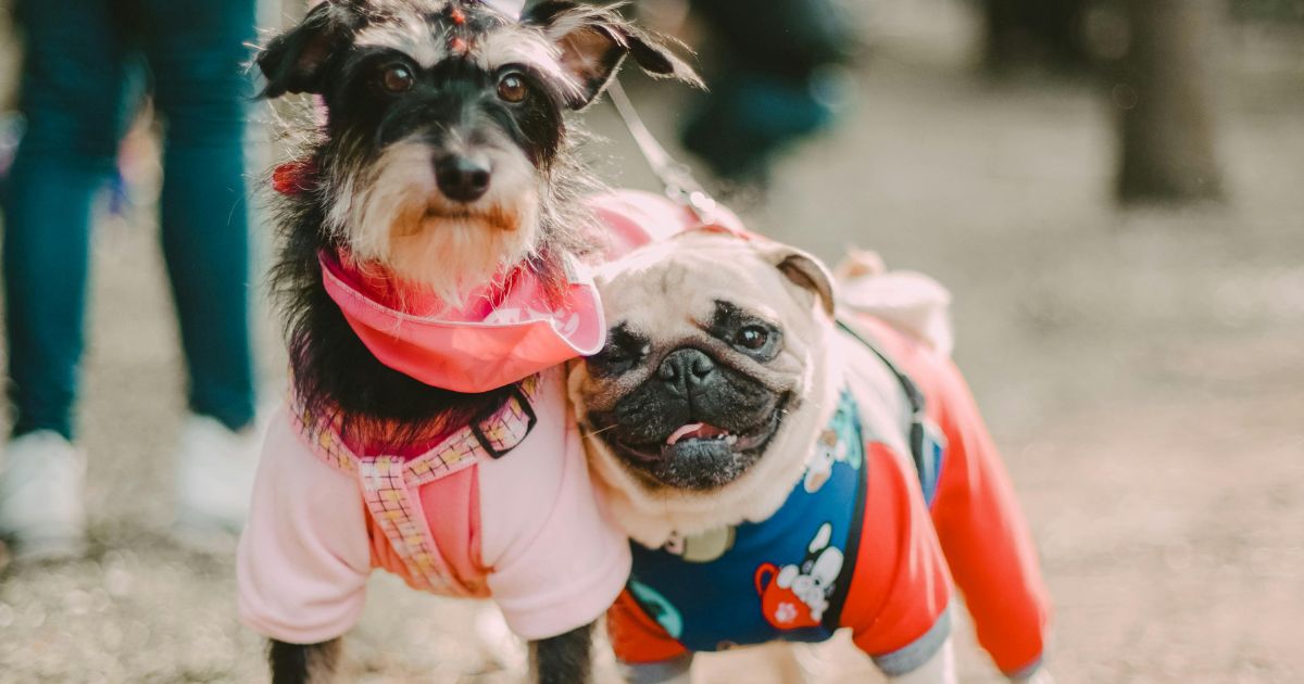 Paw-some Trends: Unleashing the World of Dog Fashion