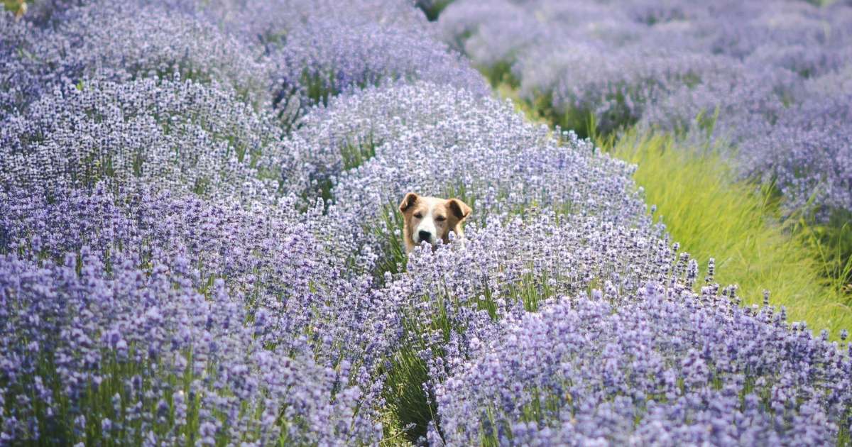 Understanding Canine Seasonal Allergies