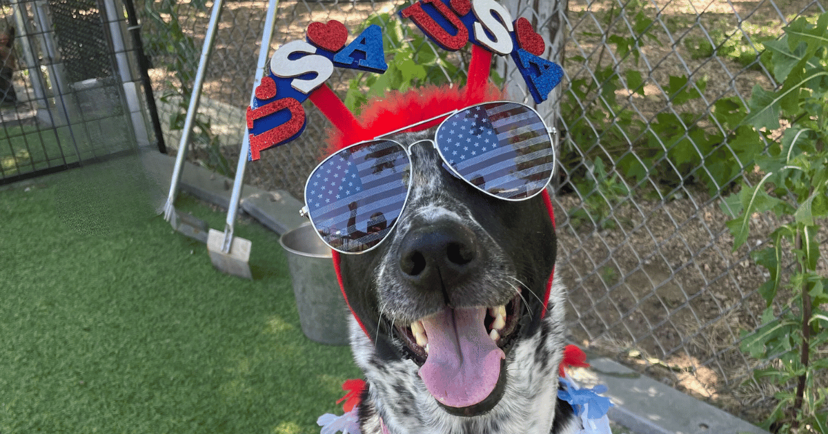 Celebrating Independence Day with Your Furry Friend