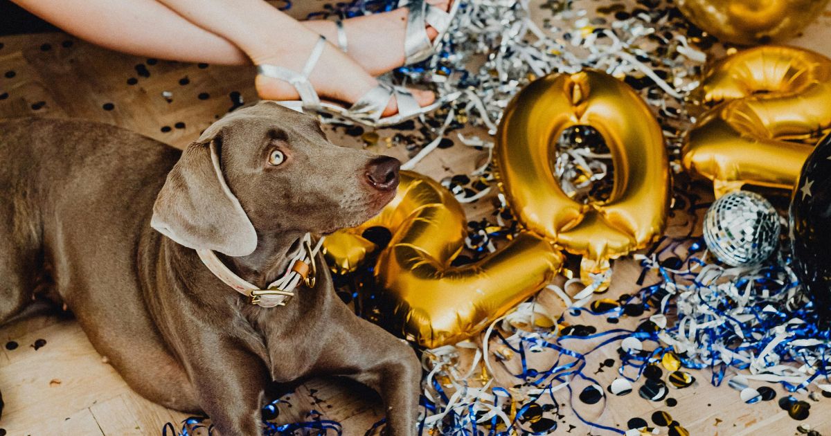 New Year’s Resolutions for Dogs and their Humans