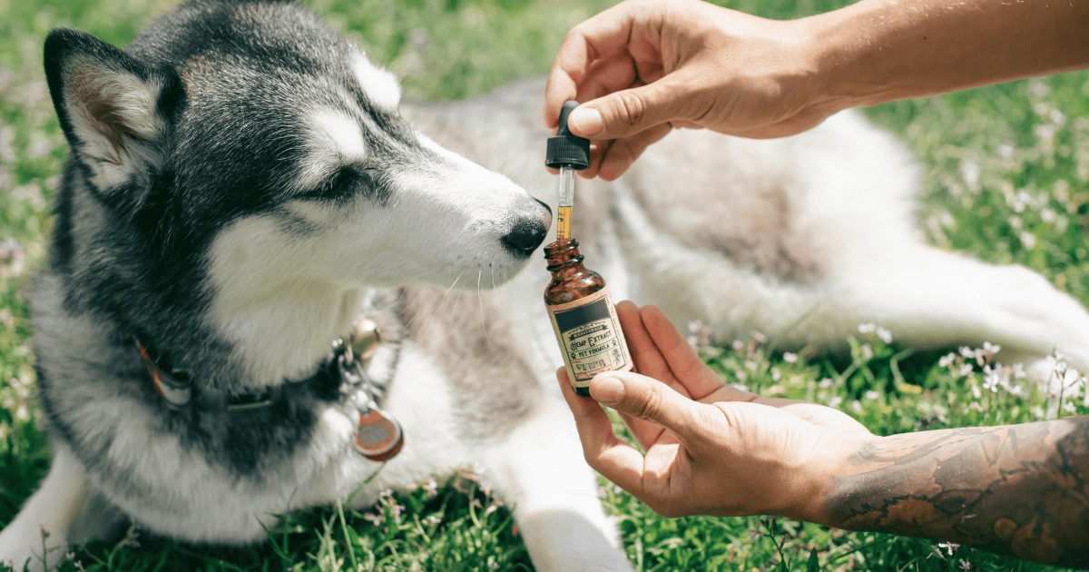 CBD: Helping Dogs Feel Their Best Naturally