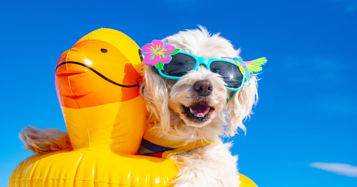Getting Your Dog Summer-Ready