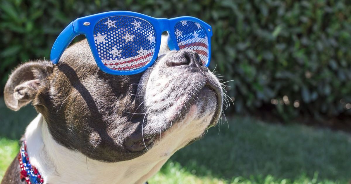 Booms, BBQs & Blazing Temps: Summer Safety Tips for Your Dog