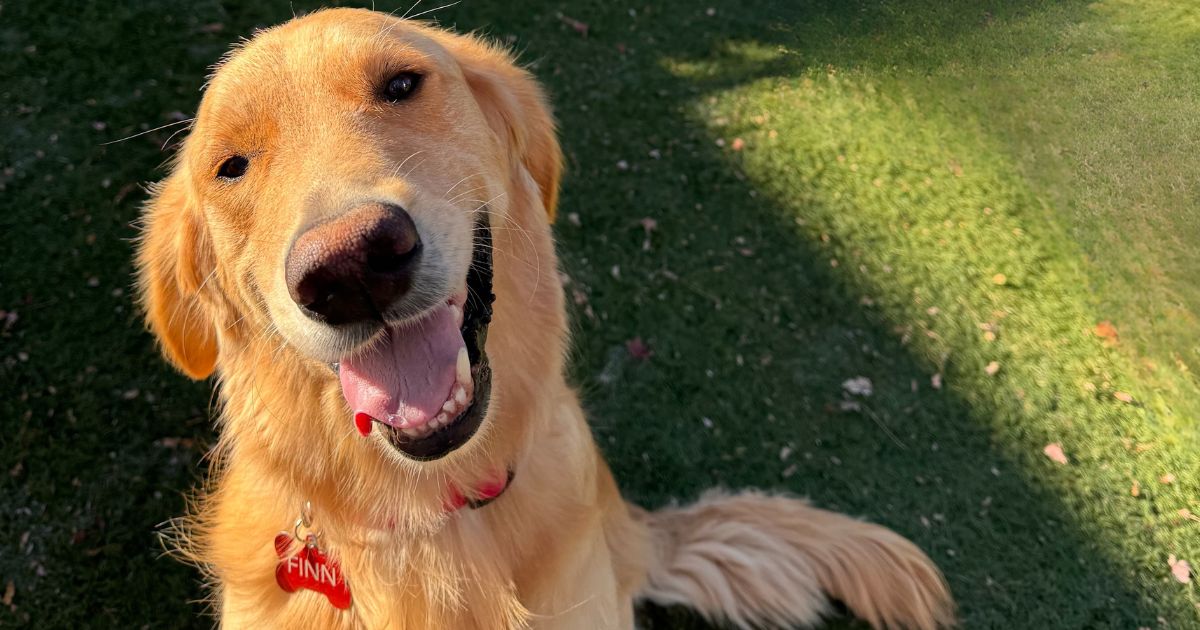 What Dogs Teach Us About Gratitude