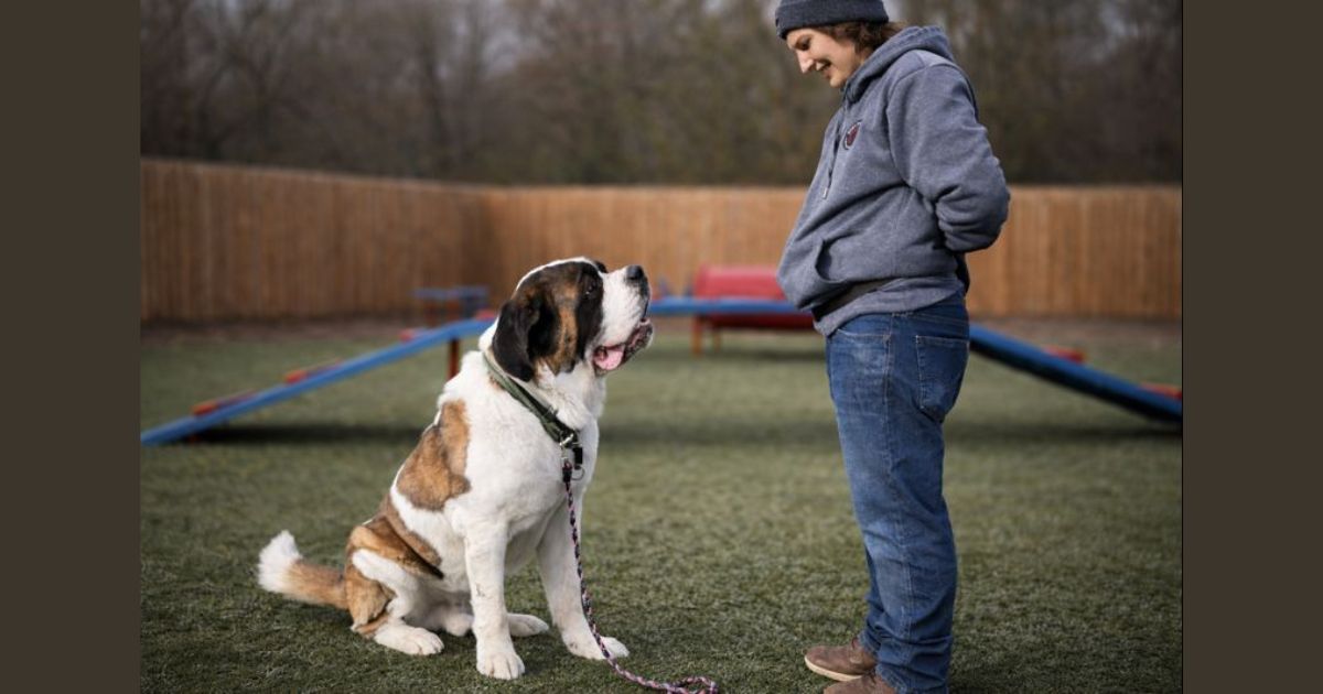 New Year’s Resolutions for Your Dog (That Actually Stick)
