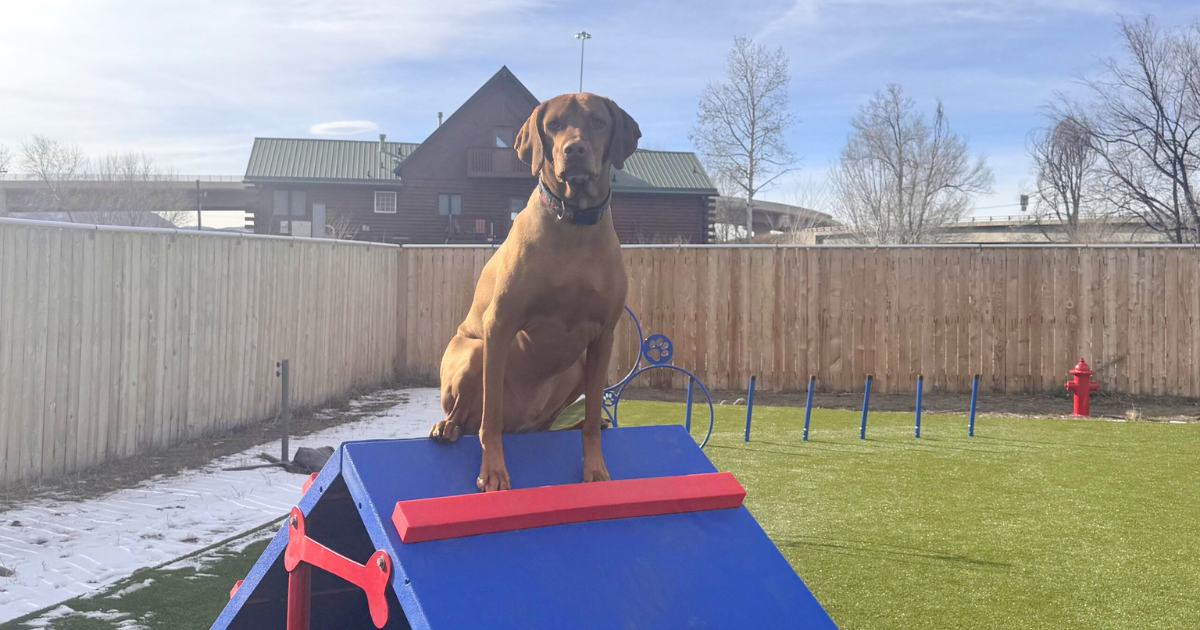 Dog Training Education Month: Celebrating Learning That Lasts a Lifetime