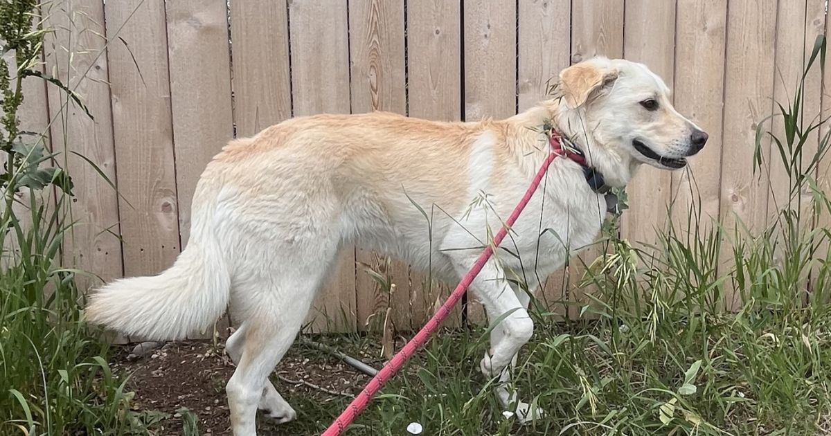 Springtime Hazards for Dogs