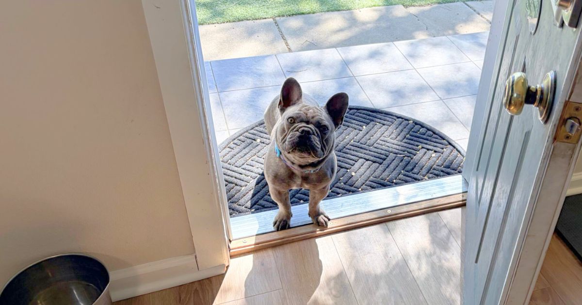Spring Cleaning for Your Pup