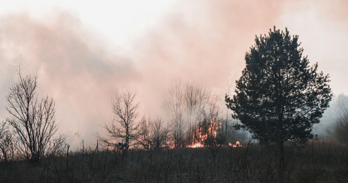 Wildfire Season & Your Dog: What Every Pet Parent Should Know