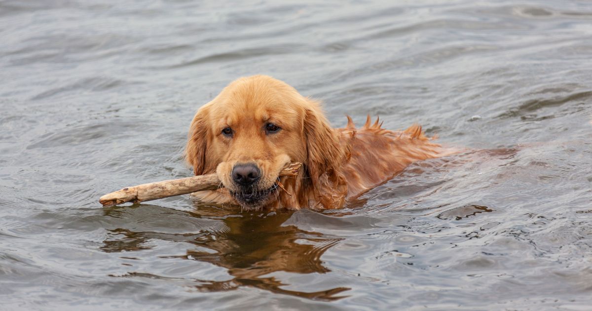 Can All Dogs Swim? What Every Owner Should Know