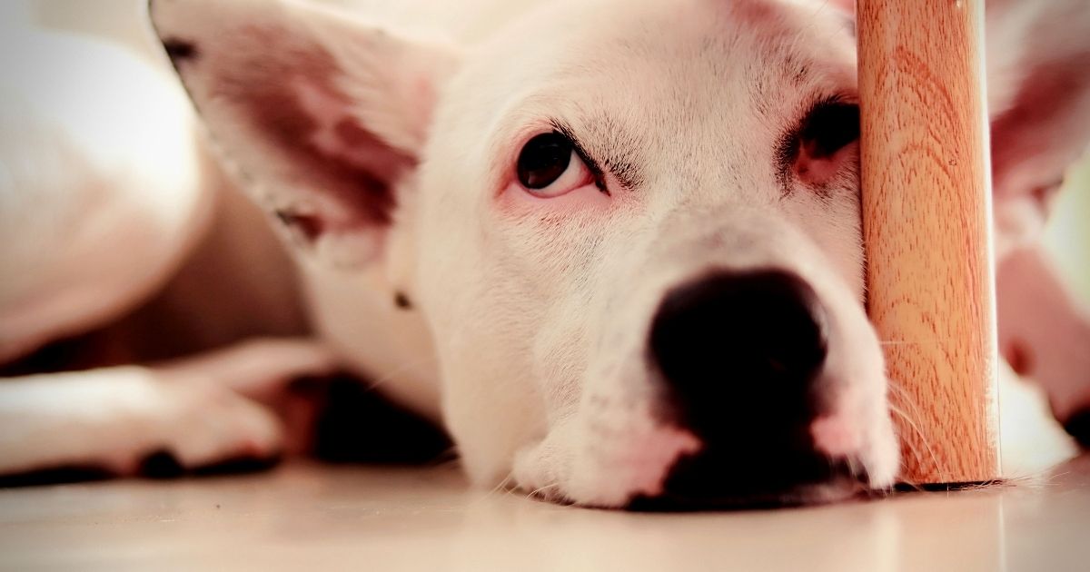 Is Your Dog Bored? Why Mental Enrichment Matters