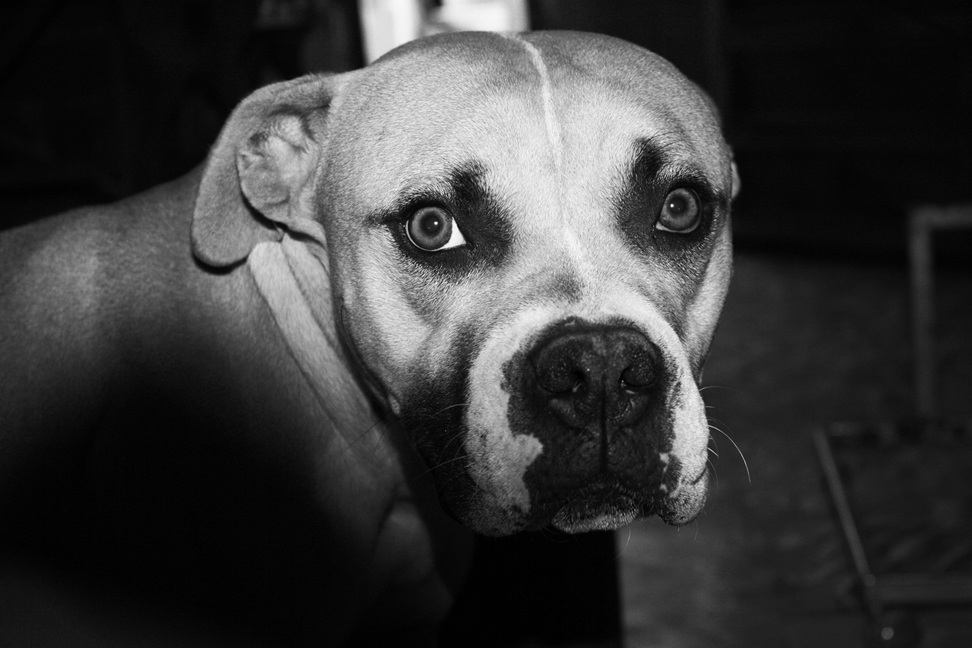 Does Your Dog Believe in Ghosts?